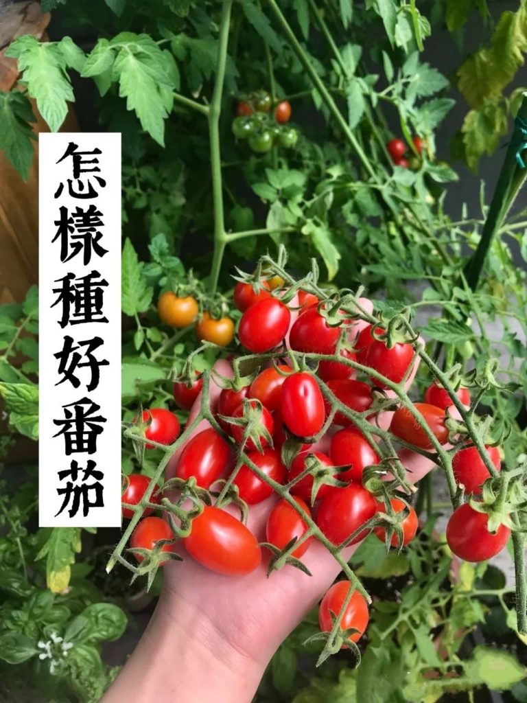 種植技術|怎樣種好番茄方法